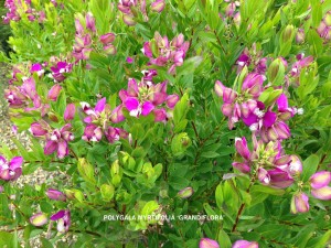 Polygala myrtifolia 'Grandiflora' - blossom & foliage